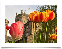 Towering Tulips - Rob Sparkes